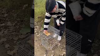 Amazing Pigeon Trap Setup in Village Life #pigeon #chicken #farming