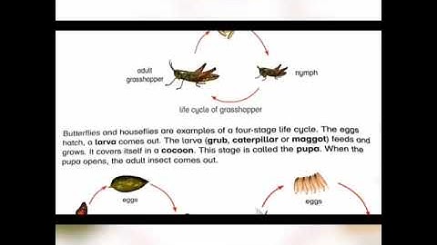 Science lecture of class 4...27-5-21