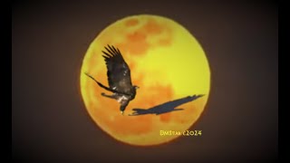 SWFL Eagles ~ MENMY SHADOW ~ QUICK CLIP OF E23 WITH MUSICAL ACCOMPANIMENT XOXO