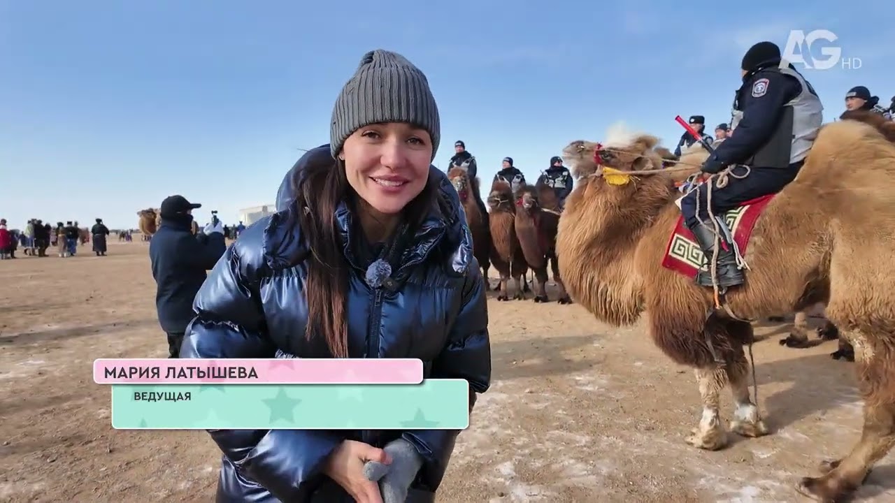 АГ ТОП / Монгол тэмээ