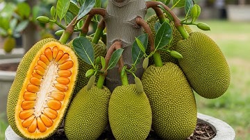 Special information about grafting a jackfruit fruit to get results in just 50 days
