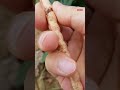 동부콩 Vs 팥 라라라 임영웅 영탁 동부콩 Vs 팥 라라라 임영웅 영탁
