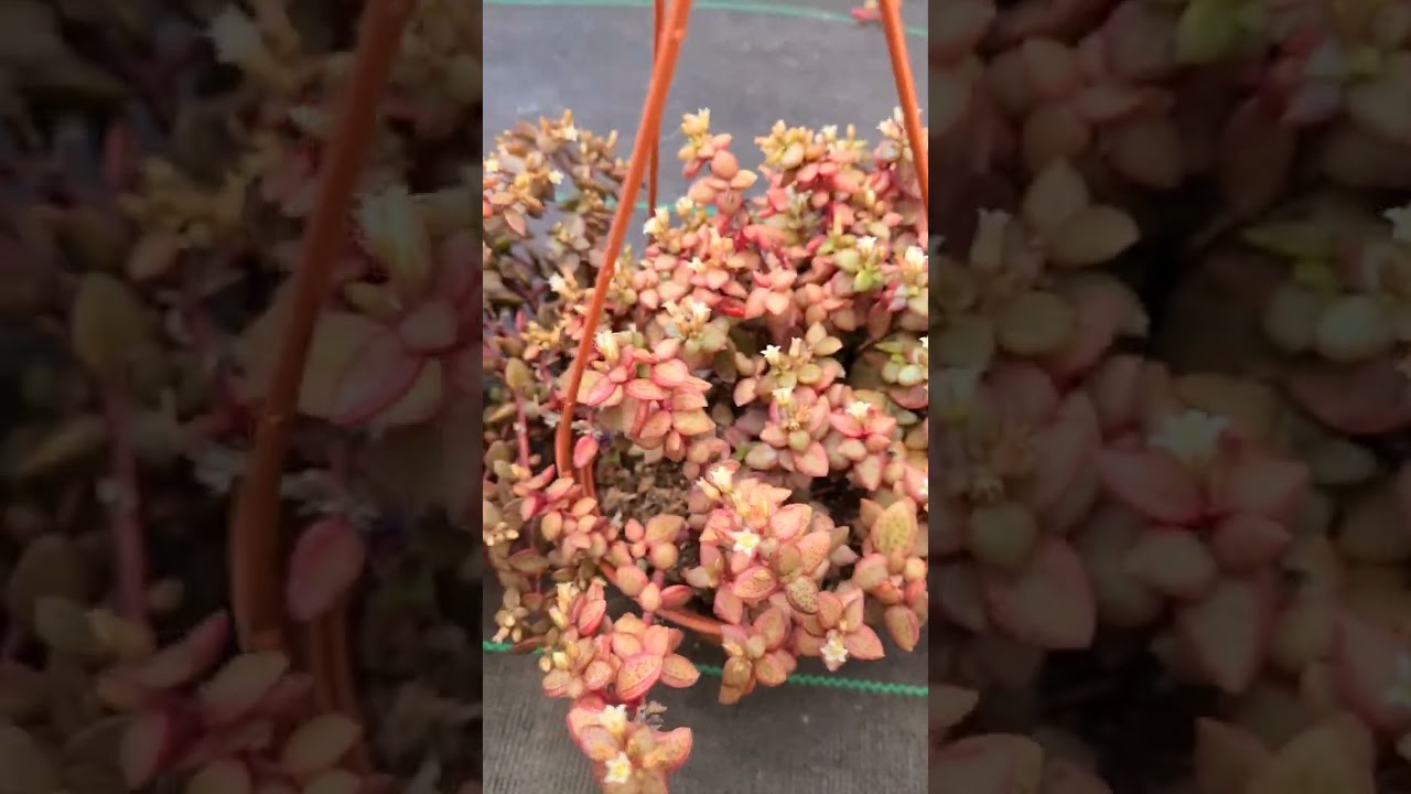 Rare Crassula volkensii