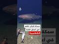 سمكة قرش تظهر لأول مرة في أعماق شبه متجمدة