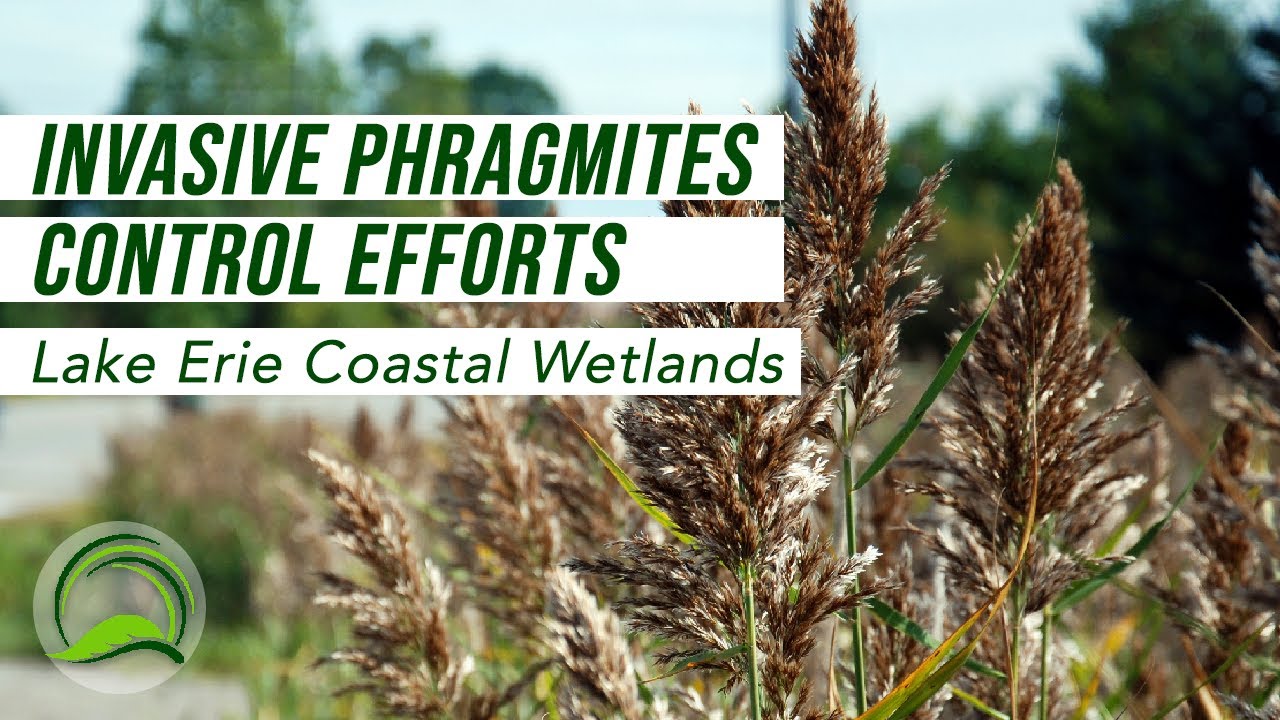 MNRF Invasive Phragmites Control Efforts In Lake Erie Coastal Wetlands 