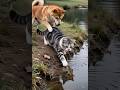 Dog’s secret revenge cat #catdogfriends #dogcat #funnypets #funnyshorts #laugher #funnymoment
