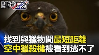 永遠能找到與獵物間「最短距離」 「空中獵殺機」被看到就逃不了!?關鍵時刻 20180814-3黃創夏