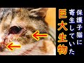 【閲覧注意】保護した子猫に寄生していた巨大なもの・・・