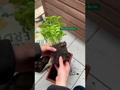 Video: Gekauftes Basilikum pflanzen: Können Sie Basilikumpflanzen aus dem Lebensmittelgeschäft umtopfen?