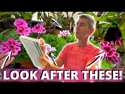 Video: Mengapa Pelargonium Meregangkan Dan Bagaimana Menghindarinya