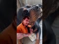 No way would you think that about our baby Robbie the #rottweiler #dog #dogs #doglife #dogsofyoutube