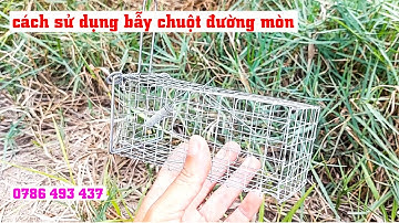 Cách sử dụng lồng bẫy chuột đồng đường mòn không dùng mồi hiệu quả