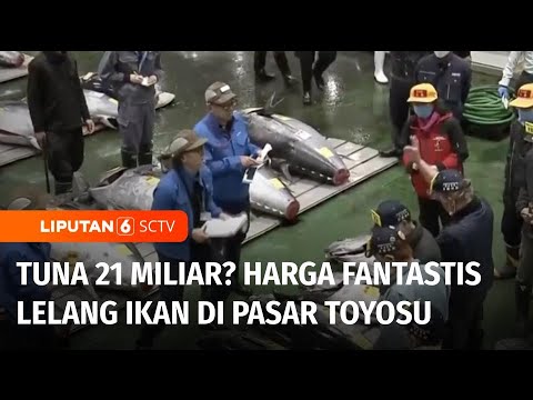 Ikan Tuna Ekor Biru