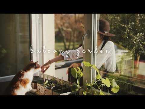 Video: Menumbuhkan Mentimun Dan Tomat Awal Di Ambang Jendela