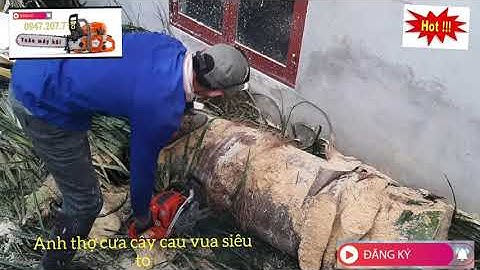 Anh thợ đang cắt cây cau vua siêu to bằng cưa xích Husqvarna 550xp | toản máy bãi 0947207718
