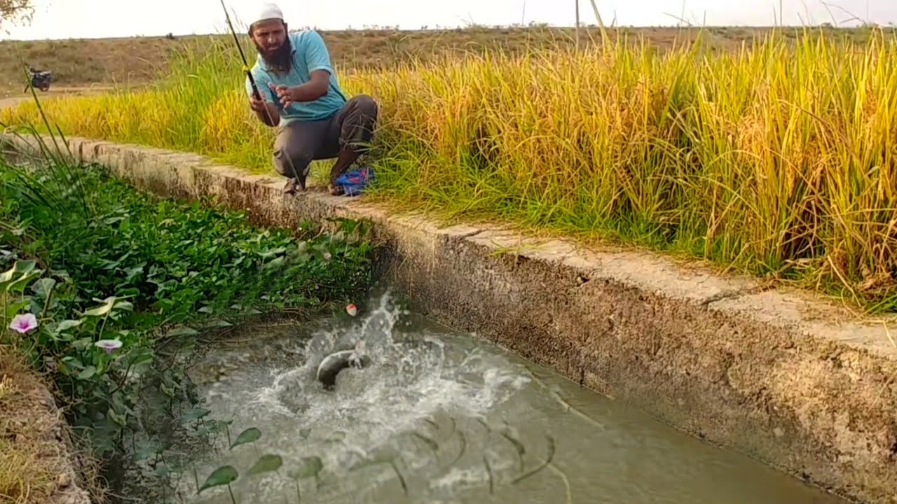 Incredible Fish CatchingCat Fish Catching Awesome FISHING in Single