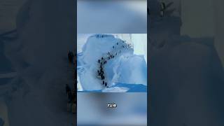 These Penguins Had No Way Out