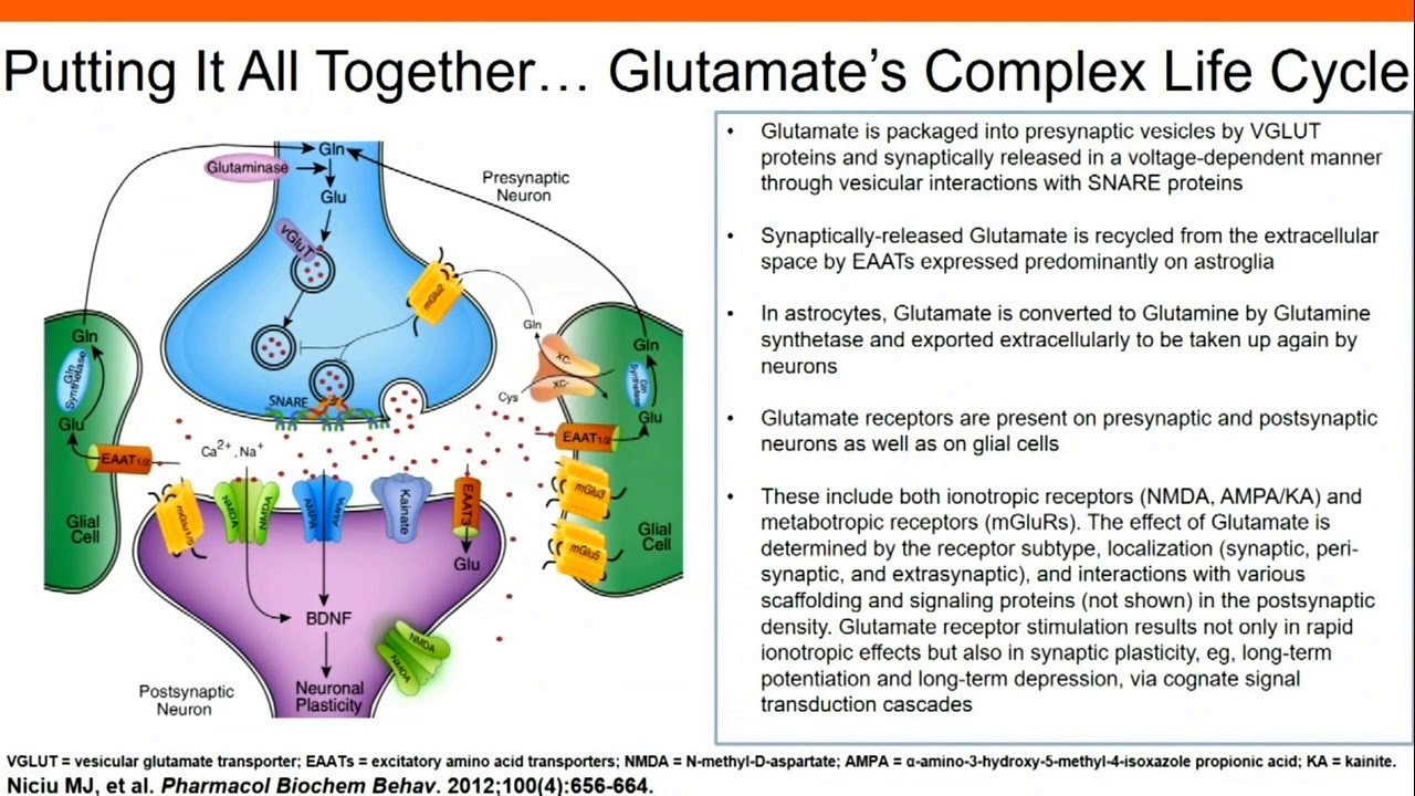 The Role of Glutamatergic Signaling in Major Depressive Disorder YouTube
