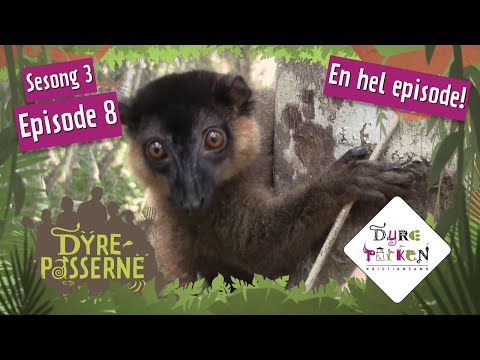 Video: Hvor kommer lemurer fra?