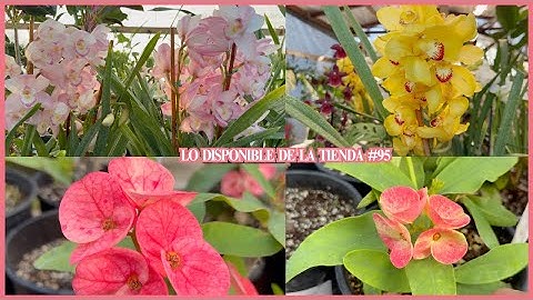 LO DISPONIBLE DE LA TIENDA #95