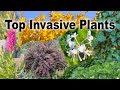 Invasive Plants – Family Plot