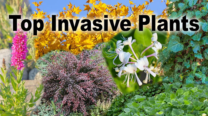 Invasive Plants  Family Plot