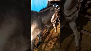 Funniest Donkey Ever Donkey Training the fun way 2094