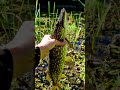 Szczupakowe chwile nad wodą #fishing