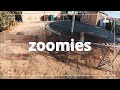 Cooper being zoomies