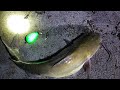 Catching Spawning Catfish on Float - Summer Tactics