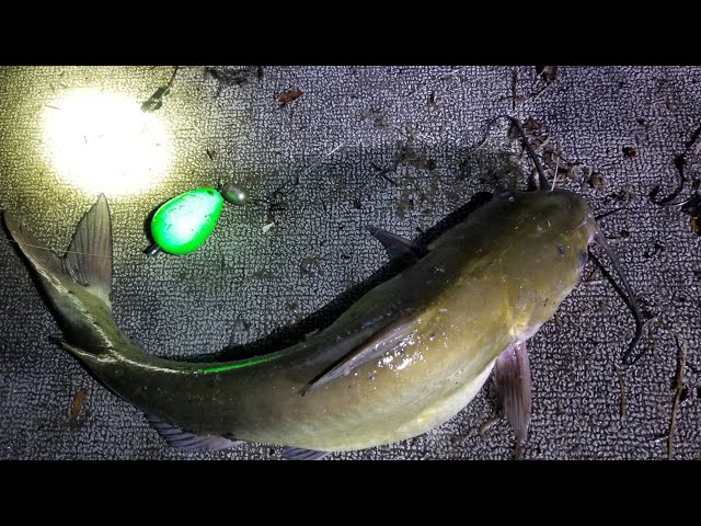 Catching Spawning Catfish on Float - Summer Tactics 