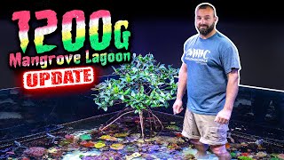World Wide Corals 1200g Mangrove Lagoon Tank Update