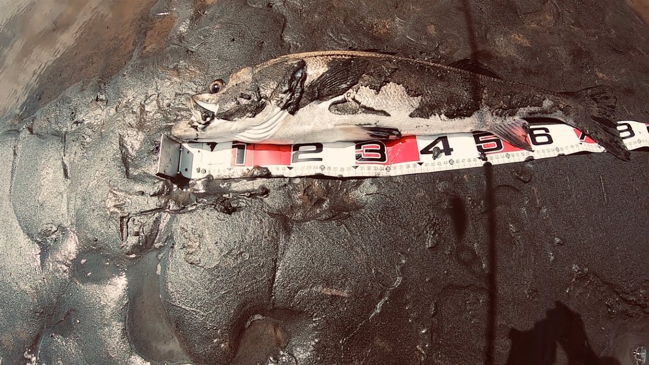 【養老川でたまたまランカーシーバス】が釣れた動画です