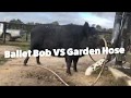 Ballet Bob VS Garden Hose