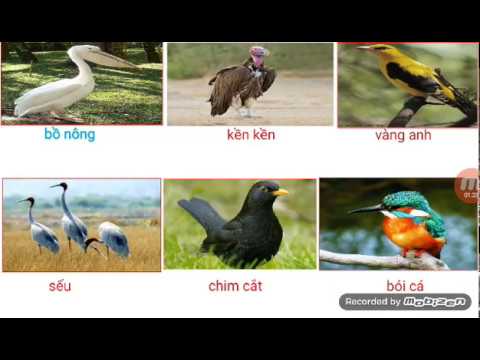 MRVT Lớp 2. Bài : Từ ngữ về loài chim. Dấu chấm - dấu phẩy