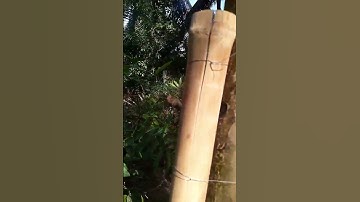 cập nhật tình hình tổ ong dú trong trụ điện