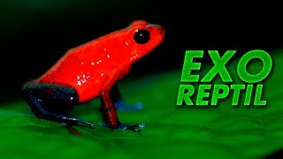 Exo Reptil - Oophaga Pumilio