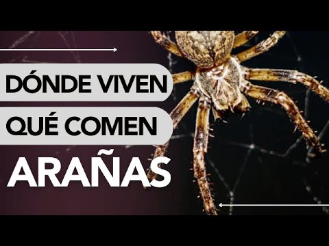 Video: ¿Cuánto tiempo viven las arañas? Vida útil de diferentes tipos de arañas