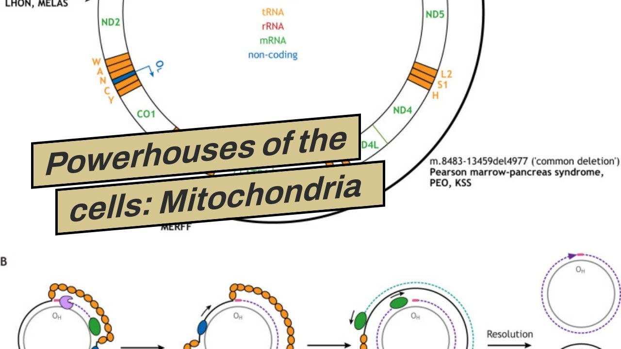 Powerhouses of the cells: Mitochondria have a waste disposal mechanism ...