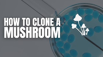 How To Clone A Mushroom! Unveiling the Secrets of Mushroom Cloning: Master the Art Now!
