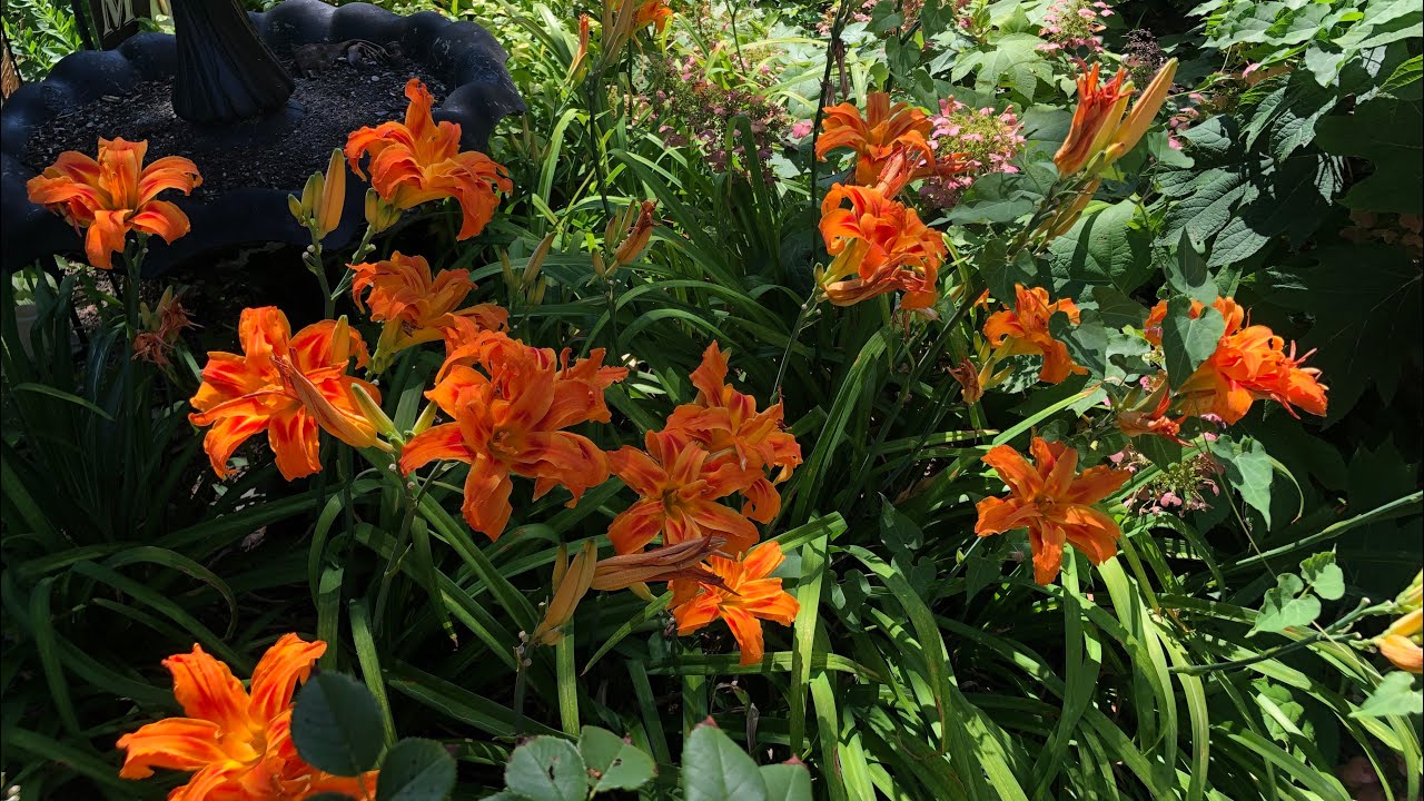Coffee, Pajamas and a morning stroll through my Cottage Garden.☕️🪴🚶‍♀️