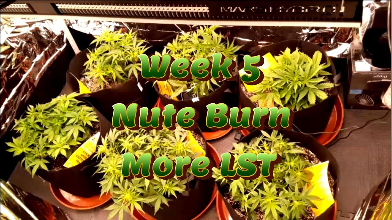 Week 5 Autoflower Grow (LST, Nute Burn)