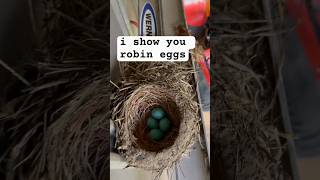 #naturevideo #birdeggs #birdsnest #blueeggs #springtime