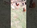 #viral #hen #fight #shorts #video