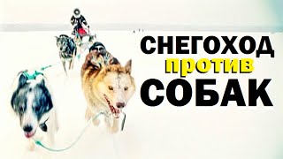 Галилео. Снегоход против собак