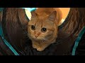 この動画を見たらきっとあなたも猫が好きにな〜る(保護猫ポテトより)