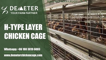 What is layer chicken cage? Poultry farming equipment with auto system
