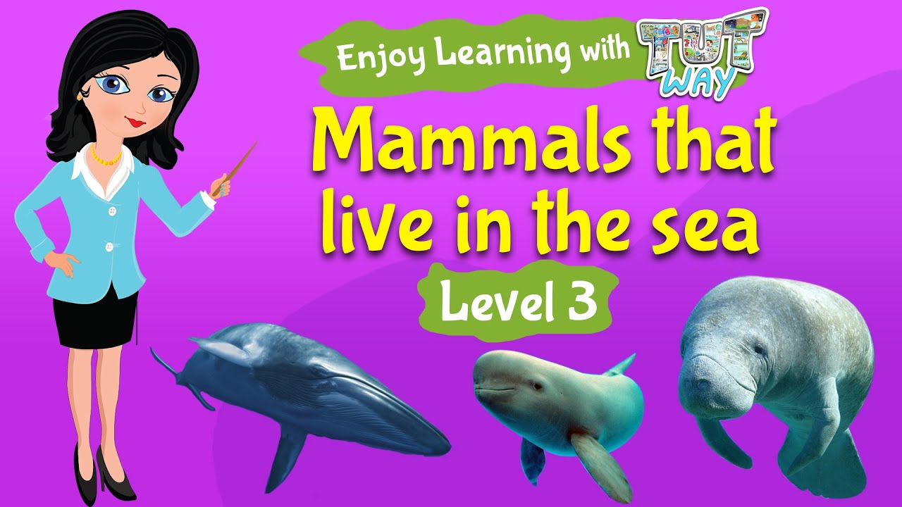 Mammals That Live In The Sea | Science | Grade-2,3 | Tutway |