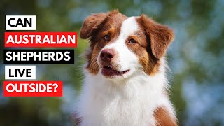 Can Australian Shepherds Live Outside?