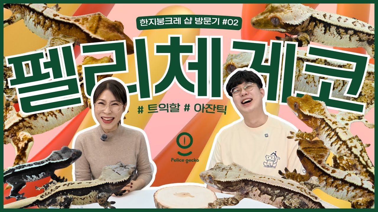 [크레샵 방문기 #02] 펠리체게코 | 대전 파충류샵 추천, 월이 꽉 찬 트익할 실물 보기